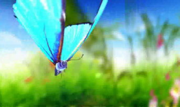 蝴蝶视频,探寻自然之美与生命奇迹